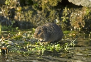 Water Vole