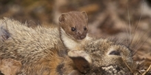 Mammals