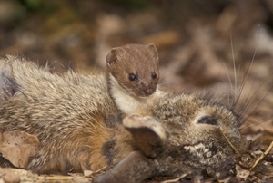 Weasel (www.davidmasonimages.com)