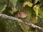 Feed the birds - but not just with seeds: Our letter sent to The Times