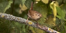 Garden & woodland birds