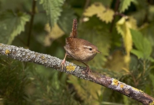 Wren www.davidmasonimages.com