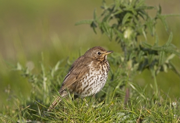 Young Song Thrush www.davidmasonimages.com