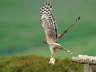 Grouse moors could hold conservation key for hen harrier recovery