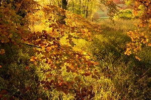 Christopher Page's award-winning photograph of autumn colours