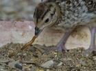 A feast of game research on the GWCT stand at Game Fair