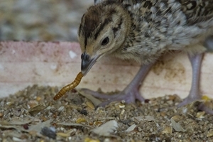 ‘Middleton Chicks’ on the GWCT Game Fair stand adjacent to the main arena, will help to illustrate the science behind a new 3-year project that aims to see whether simple techniques introduced early in a reared pheasant’s life will help them survive better and breed successfully. Photocredit: Martin Clays