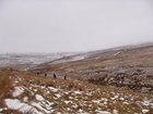 Tree planting project provides a vital life-line for threatened black grouse