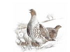 Experiences, shooting excitement and the challenges of saving a rare bird