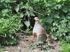 Grey partridge recovery suffered a severe setback after the disastrous breeding season in 2012. Photocredit: Peter Thompson