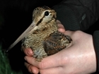 Long-distance flyers - follow the elusive woodcock