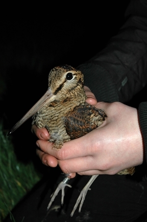 Monkey – the record-breaking woodcock has started his perilous journey to Russia. His satellite tag will enable birdwatchers and scientists from the Game & Wildlife Conservation Trust to monitor his progress on www.woodcockwatch.com. His progress could unlock some of the mysteries surrounding this elusive species in order to implement future international conservation strategies