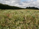 Spending review 2025: Our letter to the Minister for Food Security and Rural Affairs
