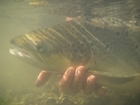 40-year report highlights disastrous effects of weather on fragile salmon populations
