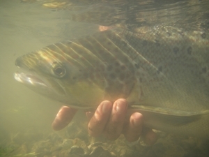The prolonged drought of 2011/2 has led to salmon population declines, according to the GWCT.
