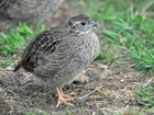Recovery course for wild grey partridges