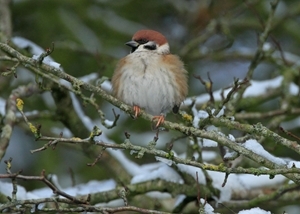 The Marlborough Downs NIA has already helped vulnerable species such as tree sparrows, which are benefiting from extra food and the creation of innovative tree sparrow ‘villages'