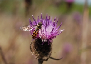 Pollinators such as the hoverfly are worth £430 million per yer to British agriculture. The QUESSA project will help to protect this and other vital natural resources