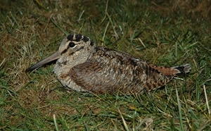 1,000 volunteers are being asked to count woodcock this summer in more than 1,000 woods across the country by the Game & Wildlife Conservation Trust and British Trust for Ornithology