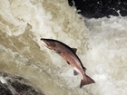 Swings from drought to flood may trigger collapse of Southern UK Atlantic salmon population