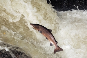 Scientists from the GWCT are warning that drought and flooding may trigger a sudden collapse of UK salmon populations. Photo copyright and credit: Laurie Campbell