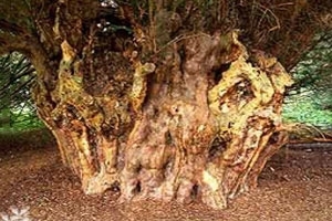 Yew tree