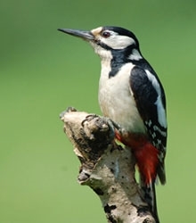 Great spotted woodpecker