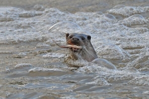 Otter