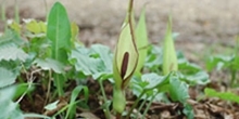 April