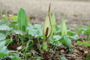 Cuckoopint