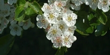 May