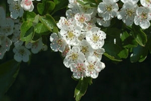 Hawthorn