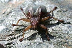 Swift louse-fly