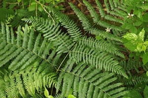 Bracken