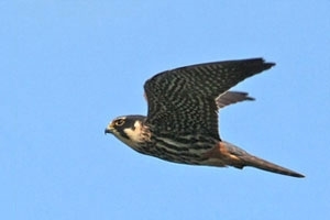 Hobby