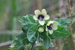 Henbane