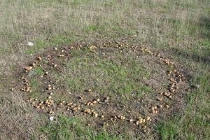 Fairy ring champignon