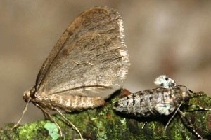 Winter moth