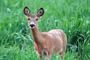 Roe deer