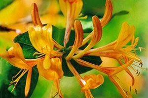 Honeysuckle