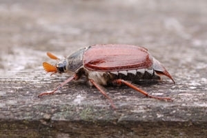 Cockchafer
