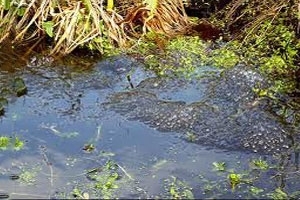 Frogspawn