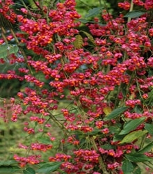 Spindle