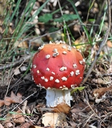 Fly agaric