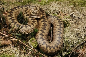 Adder (Benny Trapp)