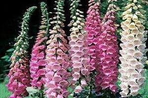 Foxgloves