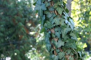 Ivy (Chery)