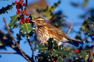 Redwing