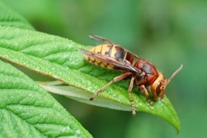 Hornet