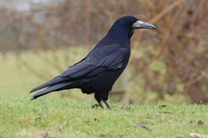 The Rooks (Corvus frugilegus) Information